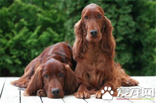 愛爾蘭雪達犬會看家嗎 很適合看家