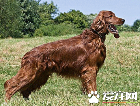 愛爾蘭雪達犬會看家嗎 很適合看家