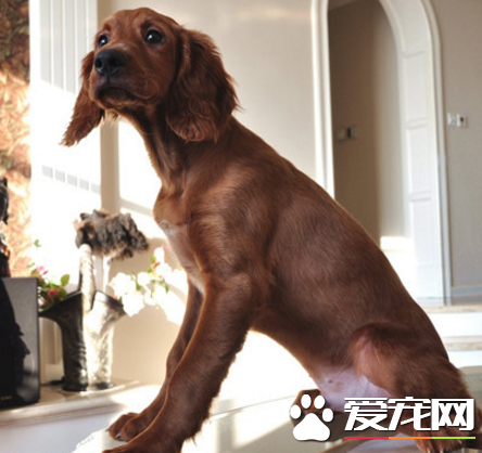 愛爾蘭雪達犬會看家嗎 很適合看家