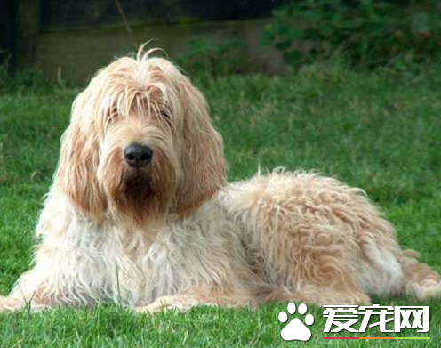 奧達獵犬性格 性格是非常的樂觀