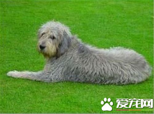 奧達獵犬性格 性格是非常的樂觀