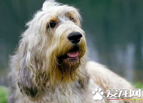 奧達獵犬性格 性格是非常的樂觀