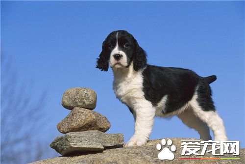 威爾士史賓格犬與英國史賓格的區別