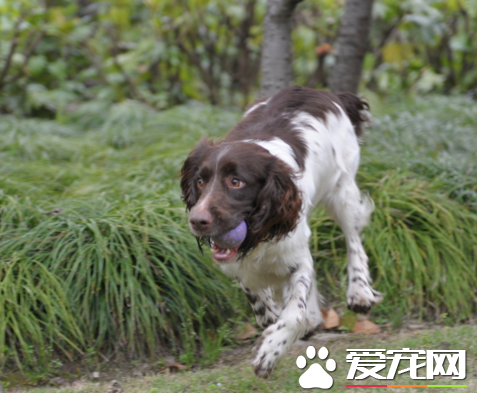 威爾士史賓格犬與英國史賓格的區別