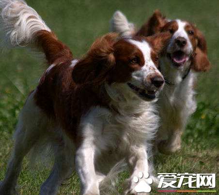 威爾士史賓格犬與英國史賓格的區別
