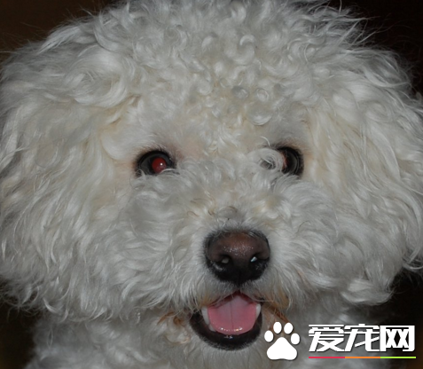 為什麼喜愛卷毛比熊犬 比熊外貌可愛