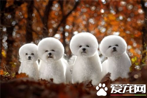 為什麼喜愛卷毛比熊犬 比熊外貌可愛