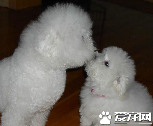 為什麼喜愛卷毛比熊犬 比熊外貌可愛