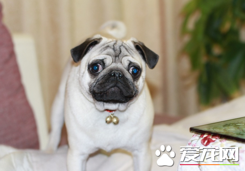 巴哥犬屬於小型犬麼 什麼樣的犬是小型犬