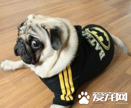 巴哥犬屬於小型犬麼 什麼樣的犬是小型犬