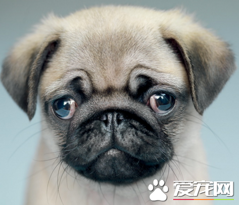 巴哥犬屬於小型犬麼 什麼樣的犬是小型犬