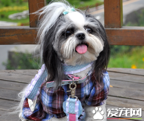 西施犬介紹 取中文"獅子"的意思