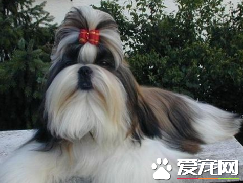 西施犬介紹 取中文"獅子"的意思