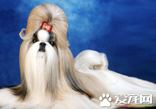 西施犬好不好 外觀非常的好看
