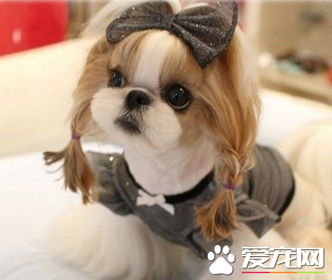 西施犬好不好 外觀非常的好看