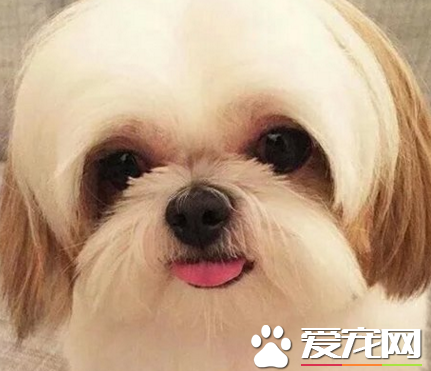 西施犬的眼睛 是最容易出現問題的