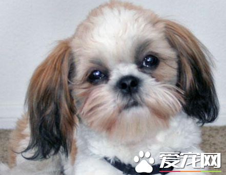 西施犬的眼睛 是最容易出現問題的