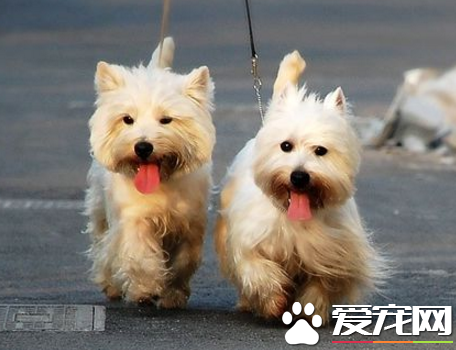 西高地白梗智商排行 智商是非常高