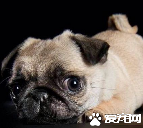 巴哥犬八哥犬有什麼區別 叫法不同而已