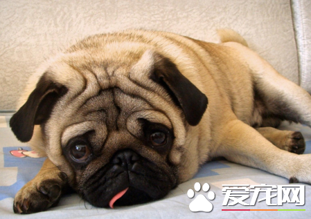 巴哥犬八哥犬有什麼區別 叫法不同而已