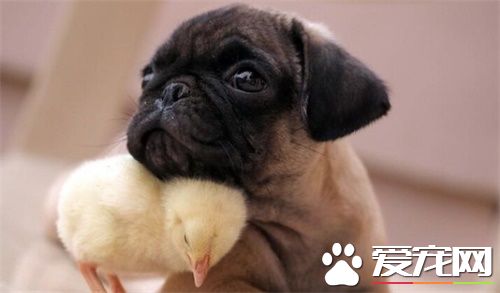 巴哥犬八哥犬有什麼區別 叫法不同而已