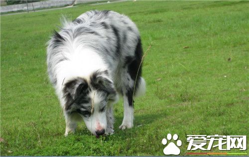 愛丁堡邊境牧羊犬價格 在一千到三千之間