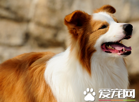 愛丁堡邊境牧羊犬價格 在一千到三千之間