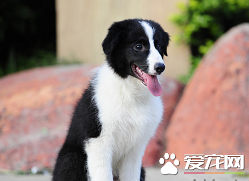 愛丁堡邊境牧羊犬價格 在一千到三千之間