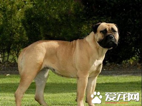馬士提夫犬多少一只 馬士提夫犬的歷史起源