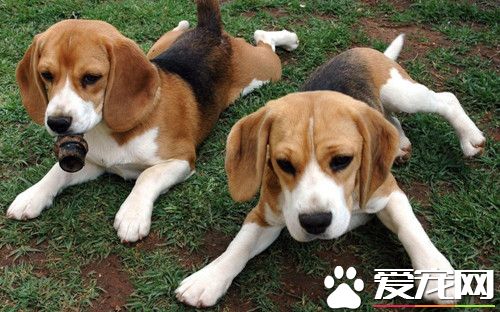 巴吉度獵犬與比格區別 二者有怎樣的形態特征