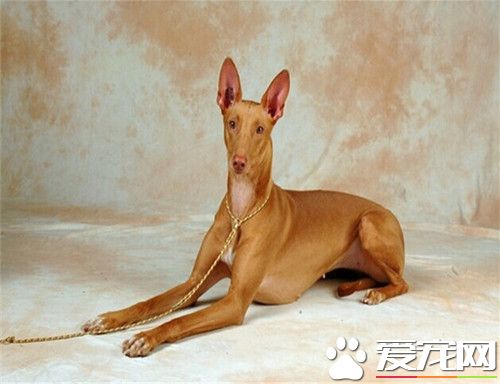 法老王獵犬幼崽價格 法老王獵犬的飼養環境