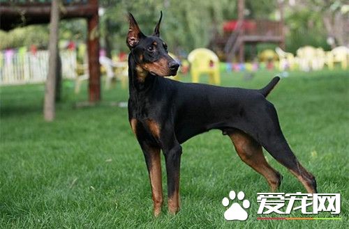 怎麼挑選杜賓犬 杜賓犬有怎樣的形態特征