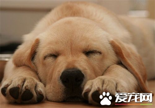 土狗好還是寵物狗好 狗狗都是上天派下來的天使