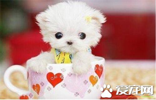 茶杯狗哪裡有賣 怎樣挑選茶杯狗如何喂養它