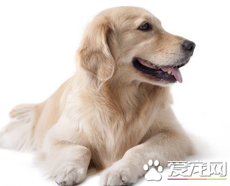 到哪裡可以買狗 需要確定自己真的可以飼養狗狗
