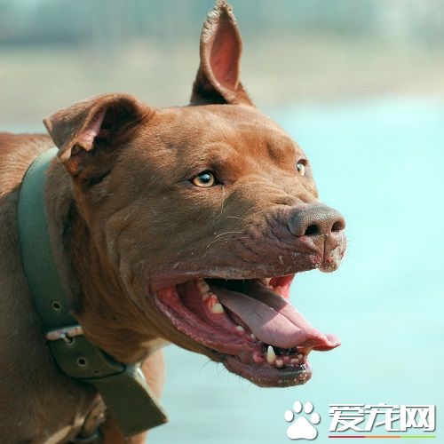 比特犬多少錢一只 比特犬的性格特點