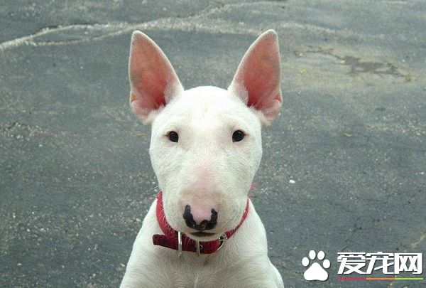 賤狗是什麼狗 呆萌可愛的討喜小狗狗