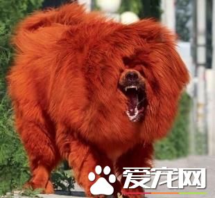 世界上最好的狗是什麼狗 適合個人飼養嗎