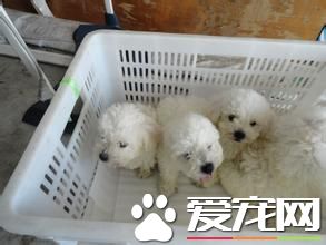 買寵物狗去哪個網站比較好 事先做好充足准備