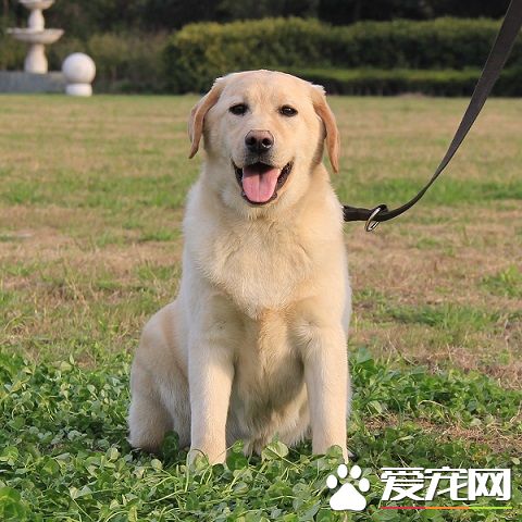 拉布拉多犬多少錢一只 購買拉布拉多的建議