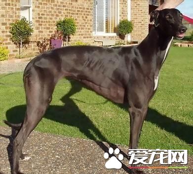 腿長的狗是什麼狗 這種狗狗多少錢一只