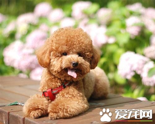 哪裡有賣泰迪狗 介紹幾個買狗狗的方式