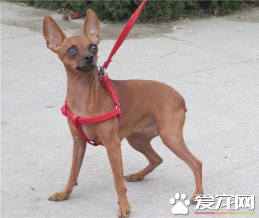 短尾巴狗是什麼狗 為什麼會出現短尾的狗狗