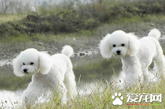 貴賓是什麼狗 聰明而善解人意的犬種