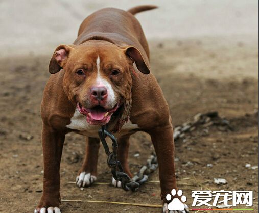 比特是什麼狗 比特是一種很凶猛的犬種