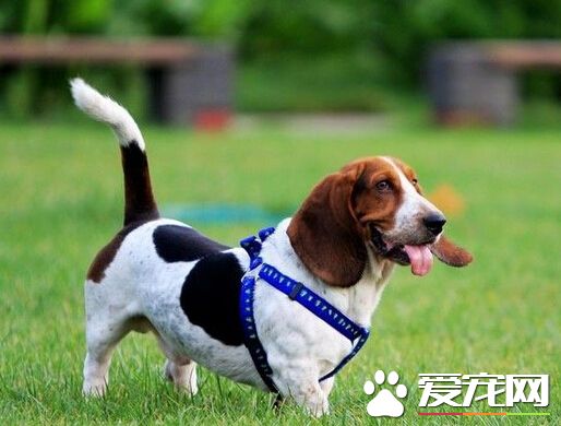 杜皮杜寶是什麼狗 它們原型是巴吉度獵犬