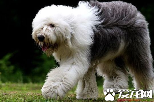 古牧是什麼狗 英國最古老的牧羊犬種之一