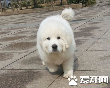 白熊是什麼狗 它們其實就是大白熊犬