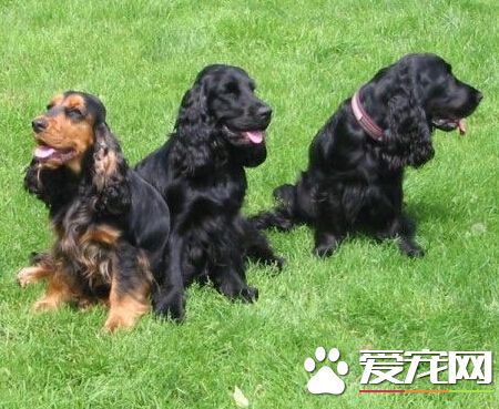 英卡是什麼狗 是最古老的陸地獵犬之一