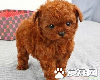 最便宜的泰迪狗 教大家如何挑選泰迪犬